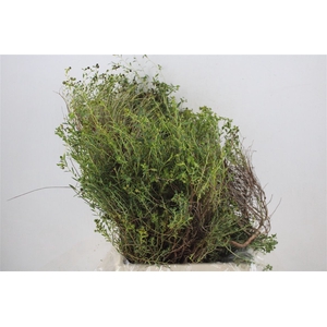 Euph Spinoza Medium 400gr P Bunch