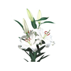 LIRIO SANTANDER 070 CM HA MIN 2 FLS