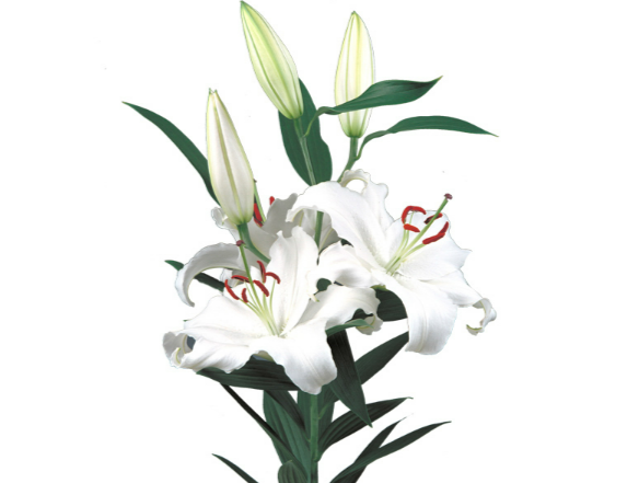 LIRIO SANTANDER 090 CM HA MIN 2 FLS