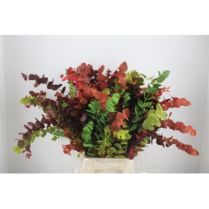 Euca Cinerea Harelquino Mix 200gr P Bunch