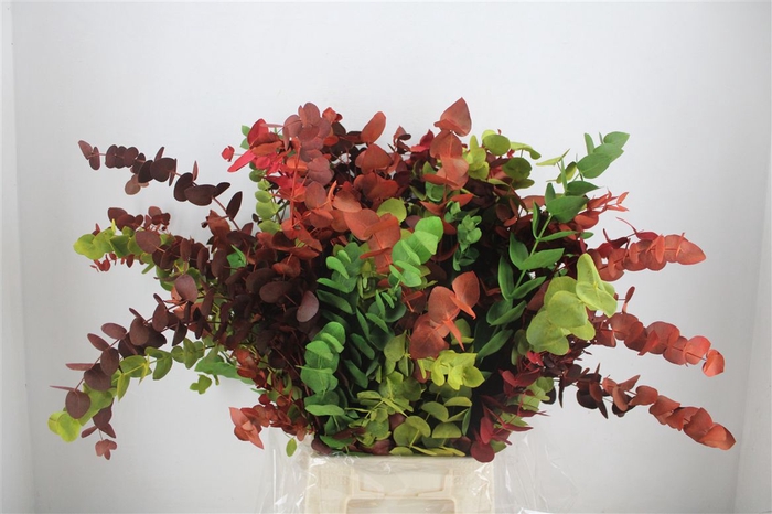 <h4>Euca Cinerea Harelquino Mix 200gr P Bunch</h4>