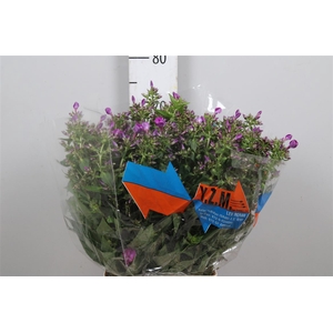 Phlox P Sky Eyes