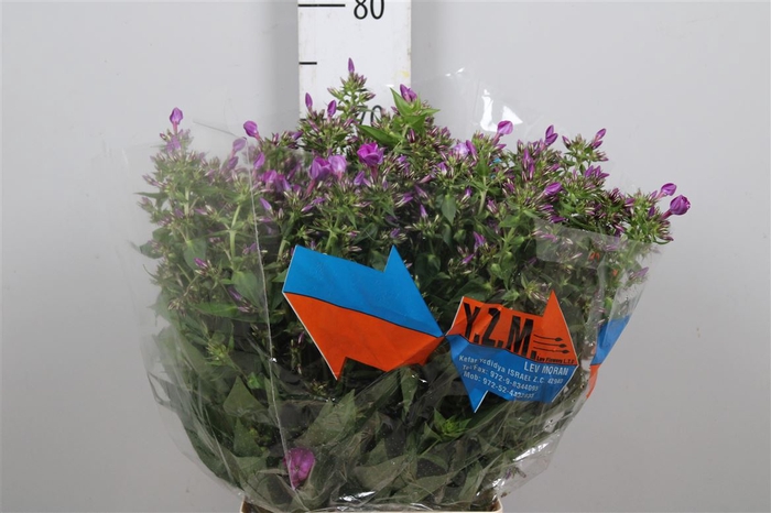 <h4>Phlox P Sky Eyes</h4>