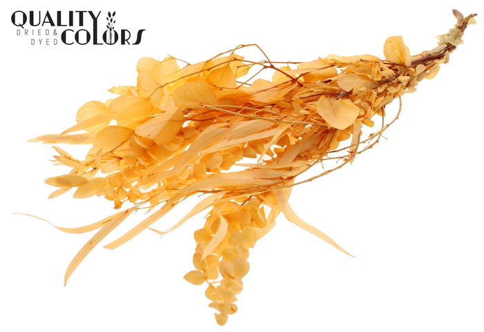 Eucalyptus Mix Preserved Bleached Salmon
