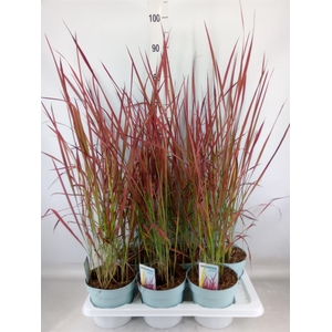 Imperata cylindrica 'Red Baron'