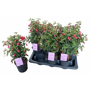 FUCHSIA B F VERA