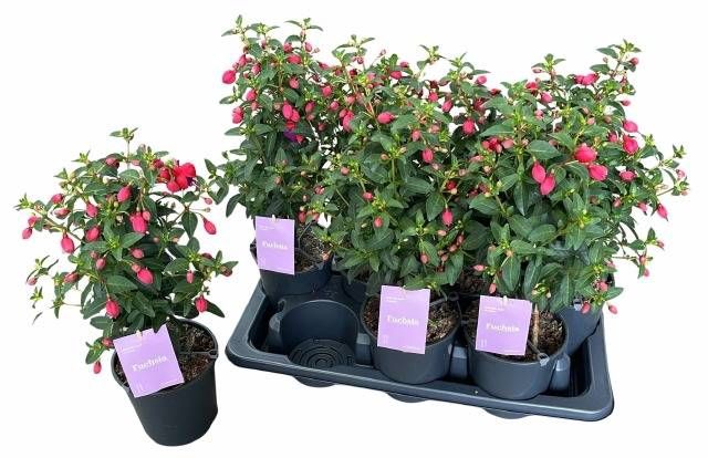 <h4>FUCHSIA B F VERA</h4>