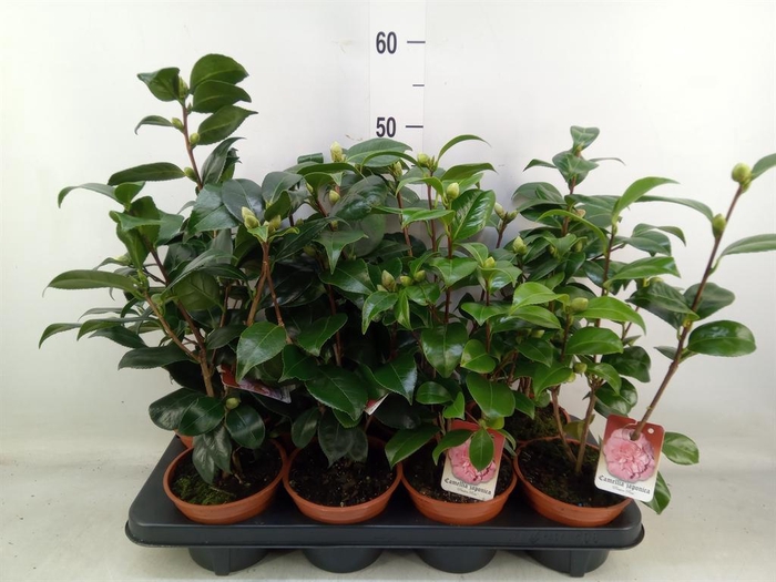 <h4>Camellia japonica</h4>