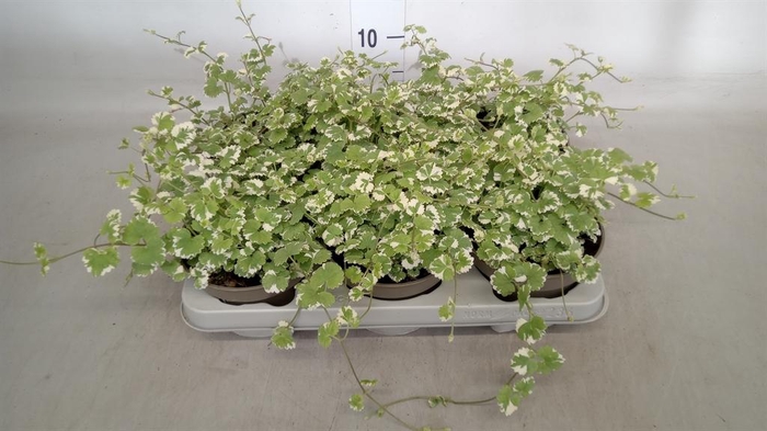 <h4>Glechoma hederacea</h4>