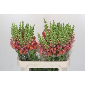 Antirrhinum Antibes Orange