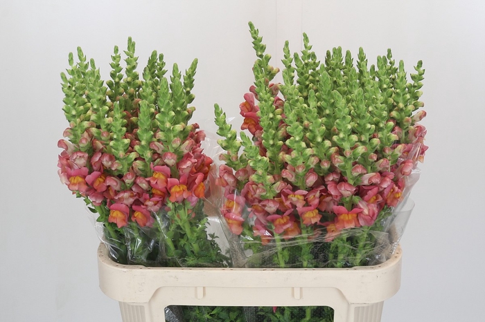 <h4>Antirrhinum Antibes Orange</h4>