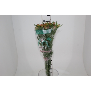 ALSTROEMERIA OPTIMA 080 CM
