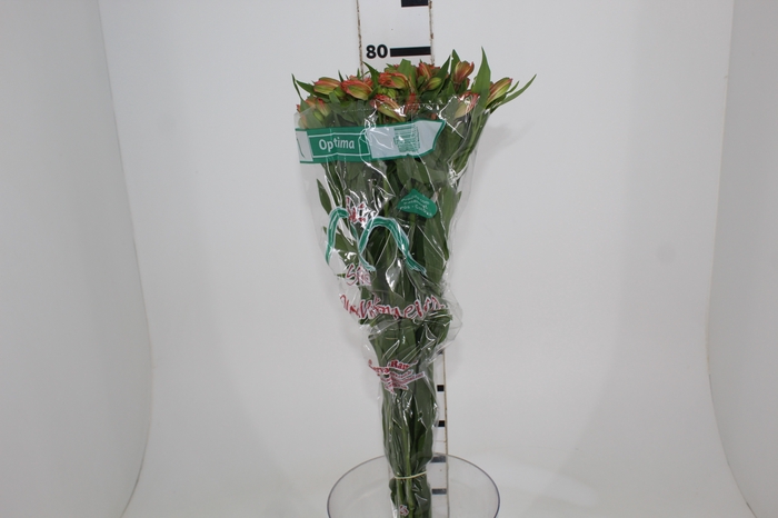 <h4>ALSTROEMERIA OPTIMA 080 CM</h4>