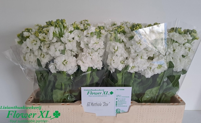 <h4>MATTH STOX WHITE</h4>