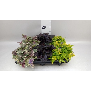 Ajuga  'Feath Friends'   ...mix