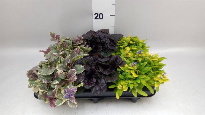 <h4>Ajuga  'Feath Friends'   ...mix</h4>