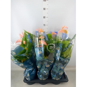 Anthurium andr. 'Joli Peach'