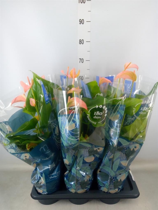 <h4>Anthurium andr. 'Joli Peach'</h4>