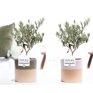 Olea Europaea in P&PURE Tess ceramics ass. 3