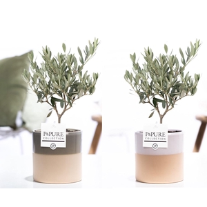 Olea Europaea in P&PURE Tess ceramics ass. 3