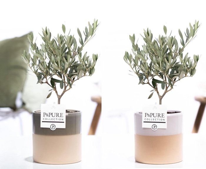 <h4>Olea Europaea in P&PURE Tess ceramics ass. 3</h4>