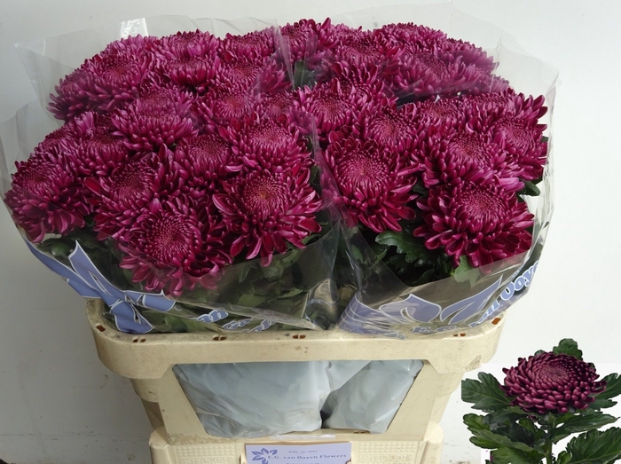<h4>CHR G BIGOUDI PURPLE</h4>