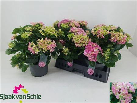 <h4>Hydr M Ov Assortie</h4>