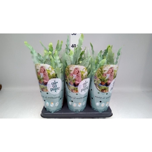 Phlebodium aureum 'Blue Star'