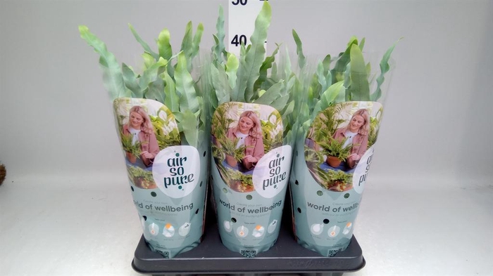 <h4>Phlebodium aureum 'Blue Star'</h4>