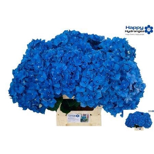Hydr M Ch Pimpernel 65 Cm