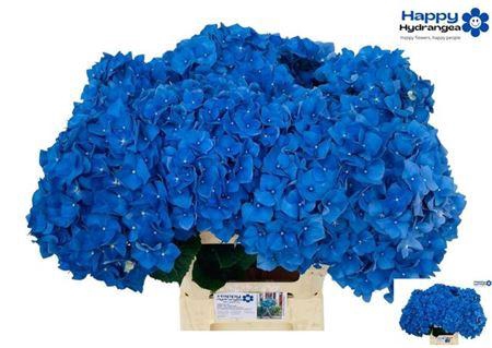 <h4>Hydr M Ch Pimpernel 65 Cm</h4>