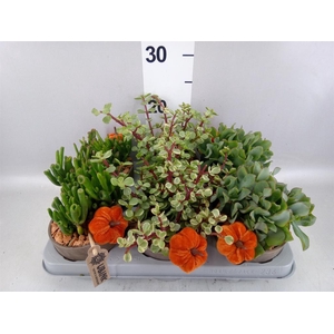 Crassula   ...mix
