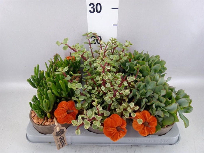 <h4>Crassula   ...mix</h4>