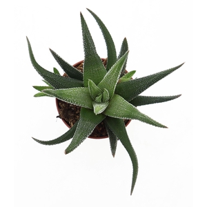 HAWORTHIA FASCIATA 'CONCOLOR' .