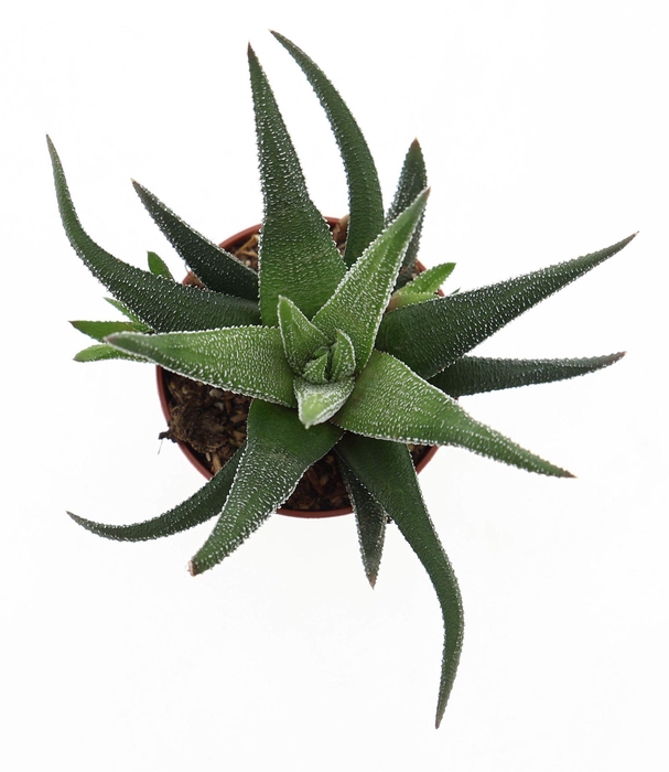 <h4>HAWORTHIA FASCIATA 'CONCOLOR' .</h4>