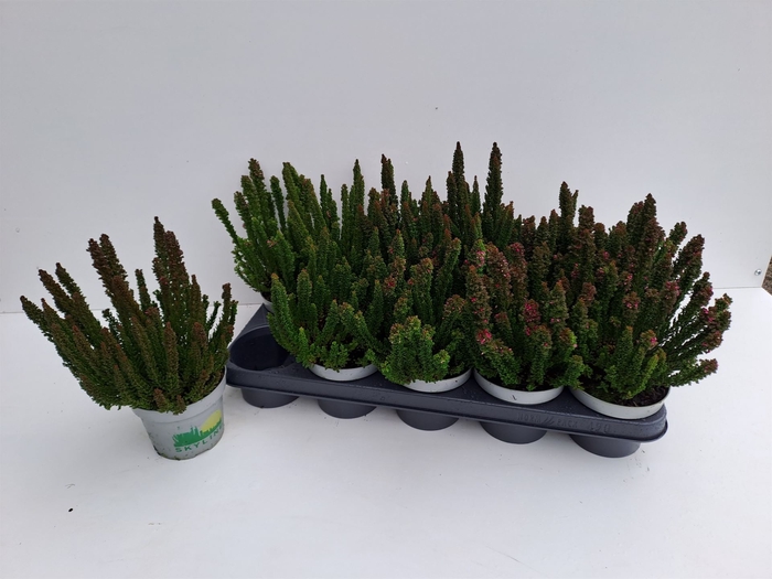 <h4>Calluna vulg. 'Skyline Stockholm'</h4>