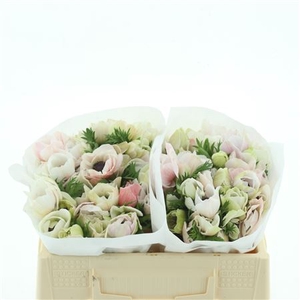 Anem Mistral White Extra