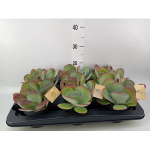 Kalanchoe NF thyrsiflora