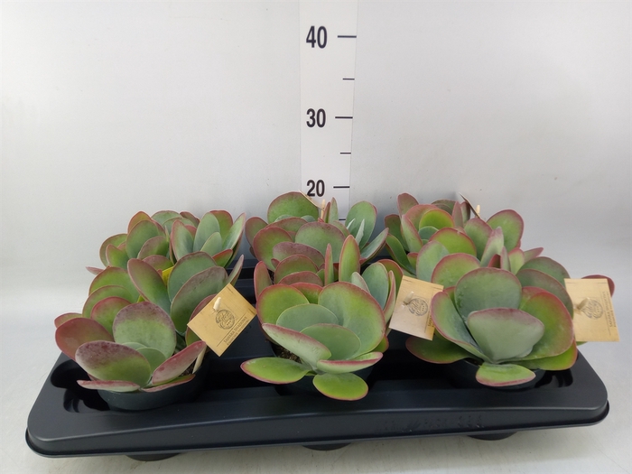 <h4>Kalanchoe NF thyrsiflora</h4>