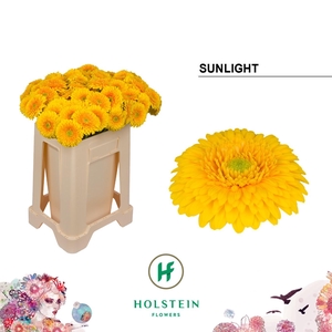Germini Pomponi Sunlight Water