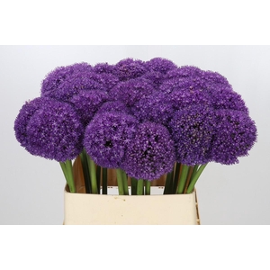 Allium Ambassador