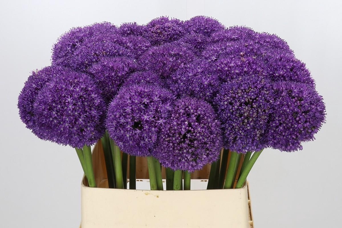 <h4>Allium Ambassador</h4>