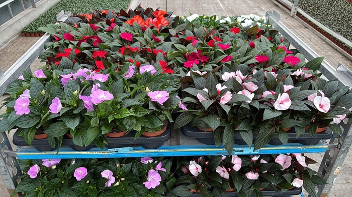 <h4>IMPAT NG OV</h4>