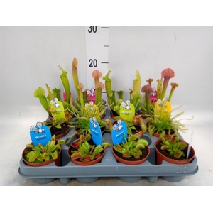 Vleesetende planten