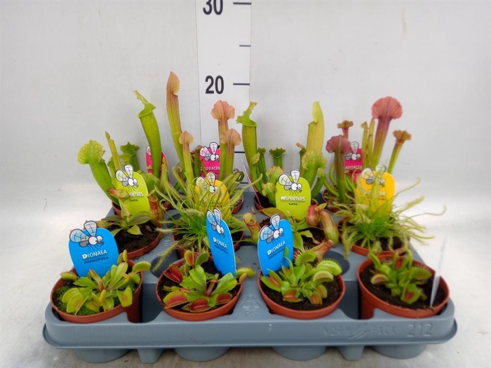 <h4>Vleesetende planten</h4>