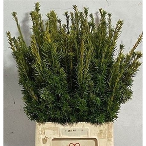 Taxus B Fas Aurea