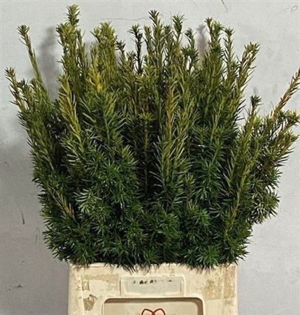 <h4>Taxus B Fas Aurea</h4>