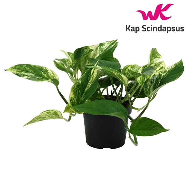 <h4>Scindapsus (Epipremnum) Marble Queen</h4>