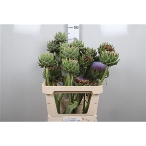 Cynara Sc Green Glob