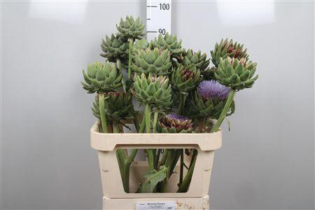 <h4>Cynara Sc Green Glob</h4>